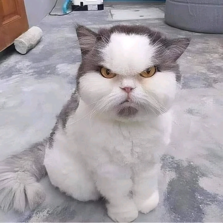 Afbeelding geüpload door Sylvain