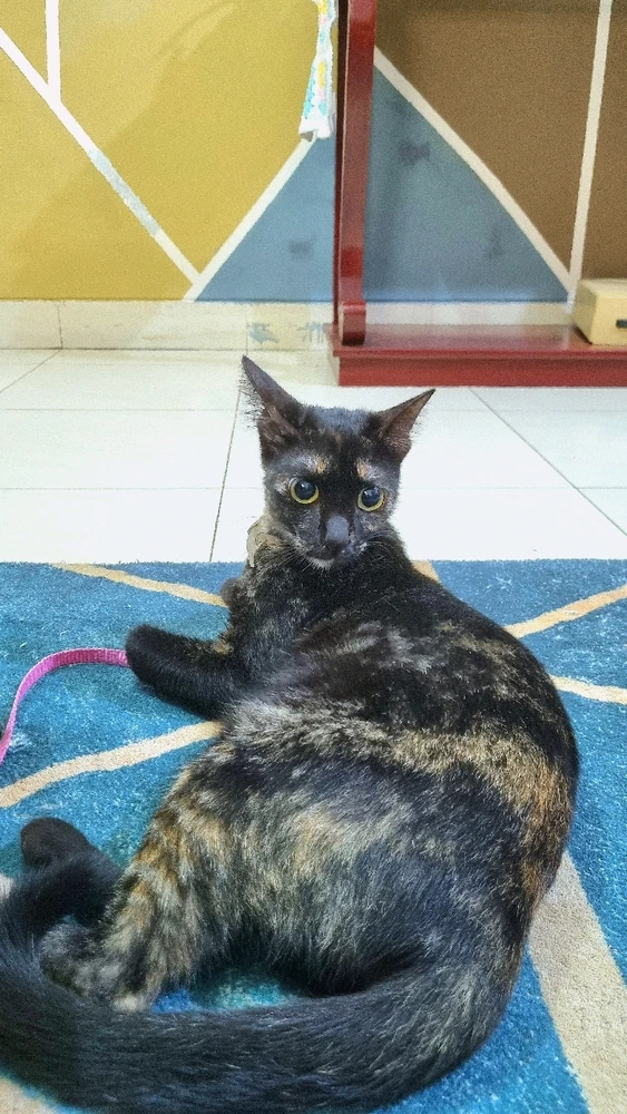 Image uploaded by D Ahmed