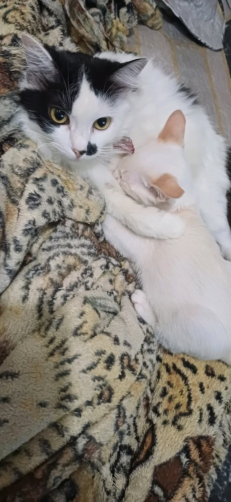 "Me castrou pra eu criar o filho dos outros"