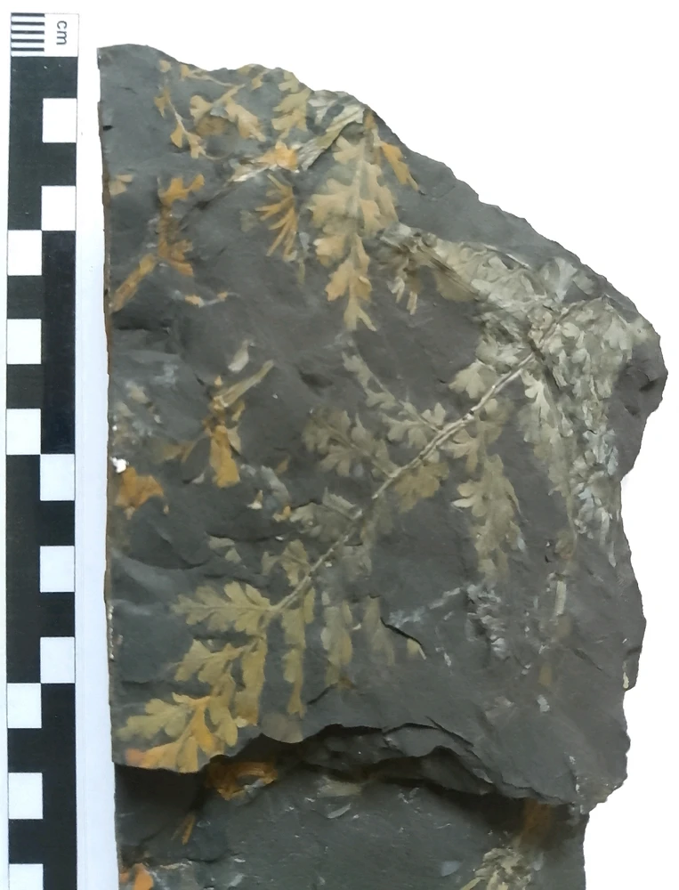 Bild hochgeladen von Herbert = ᚺᛖᚱᛒᛖᚱᛏ