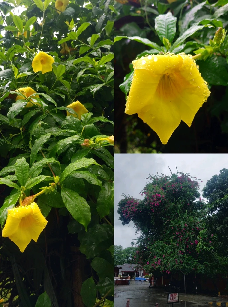 I-upload ni alimpee hazarika ang larawan