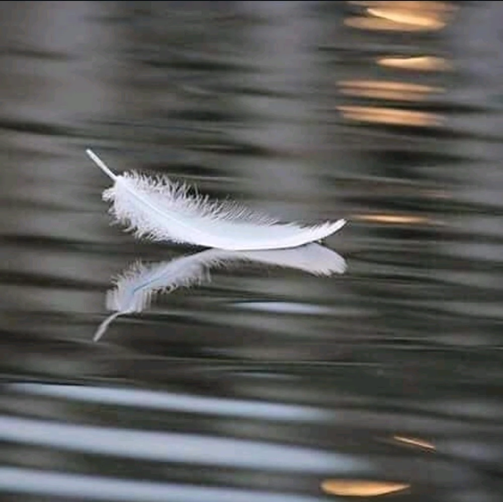 Image ajoutée par Chrys