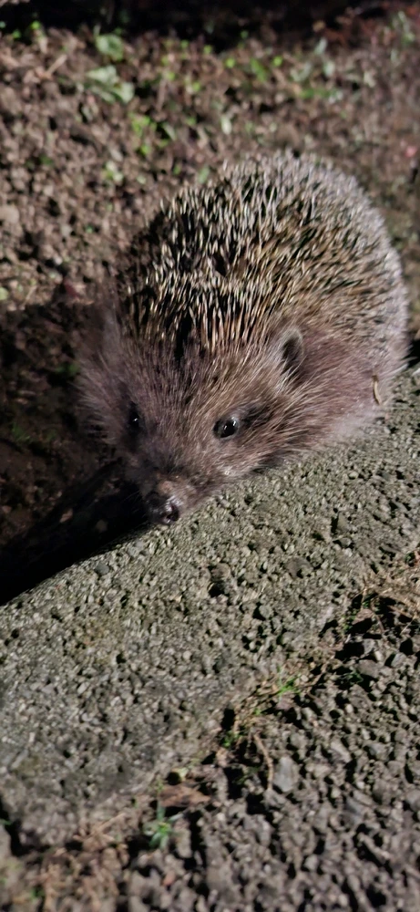 Sliku je učitao/la Antonio