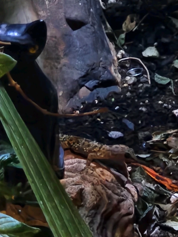 Image uploaded by Awk