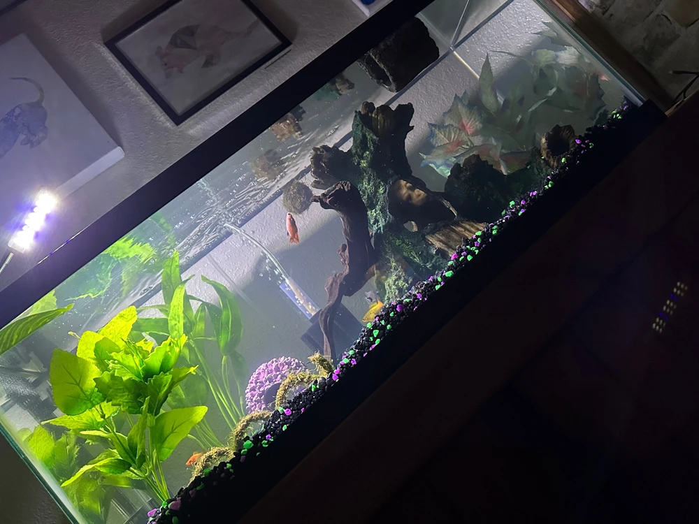 Image uploaded by Kalyn