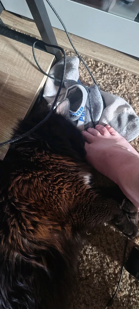 Image uploaded by Kane
