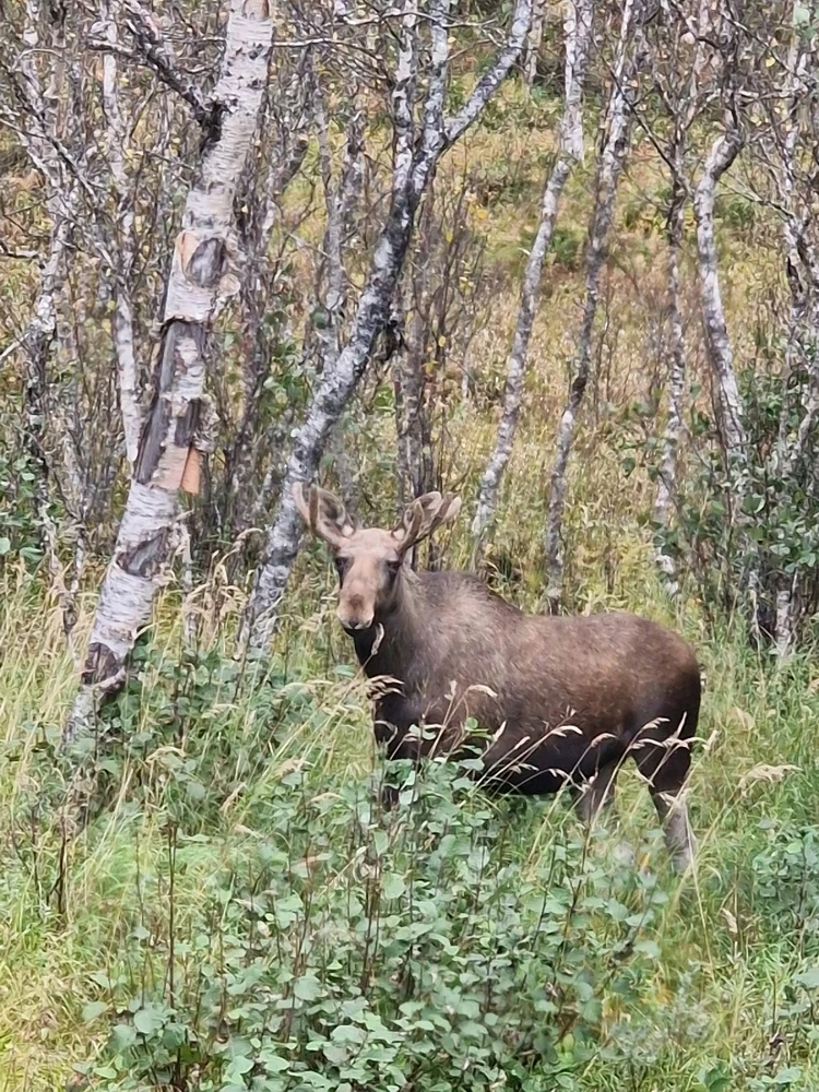 Image uploaded by Tor Helge