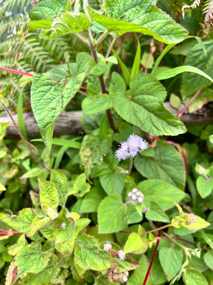 Image uploaded by Jenis