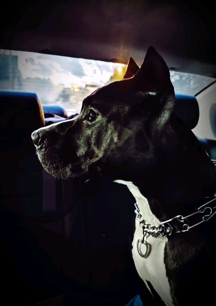 Фото загрузил Кот