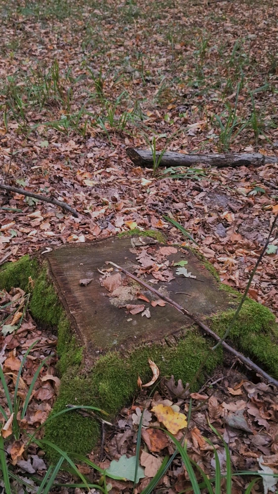 Zdjęcie dodane przez dovahkiin