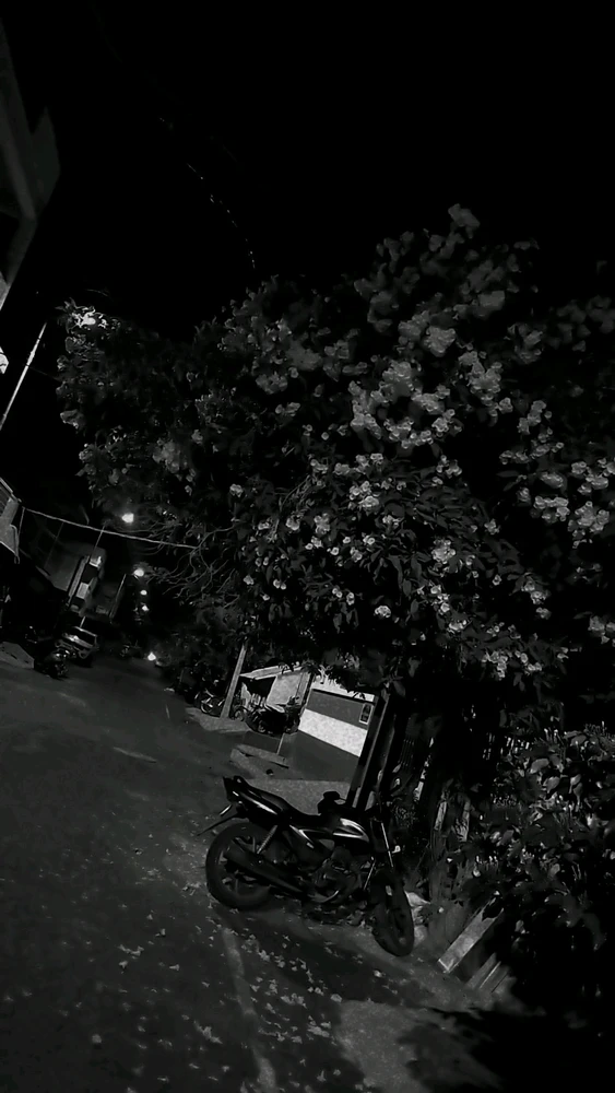 In the stillness of the night, shadows embrace the gentle bloom of a tree, casting a poetic atmosphere over a quiet street. T