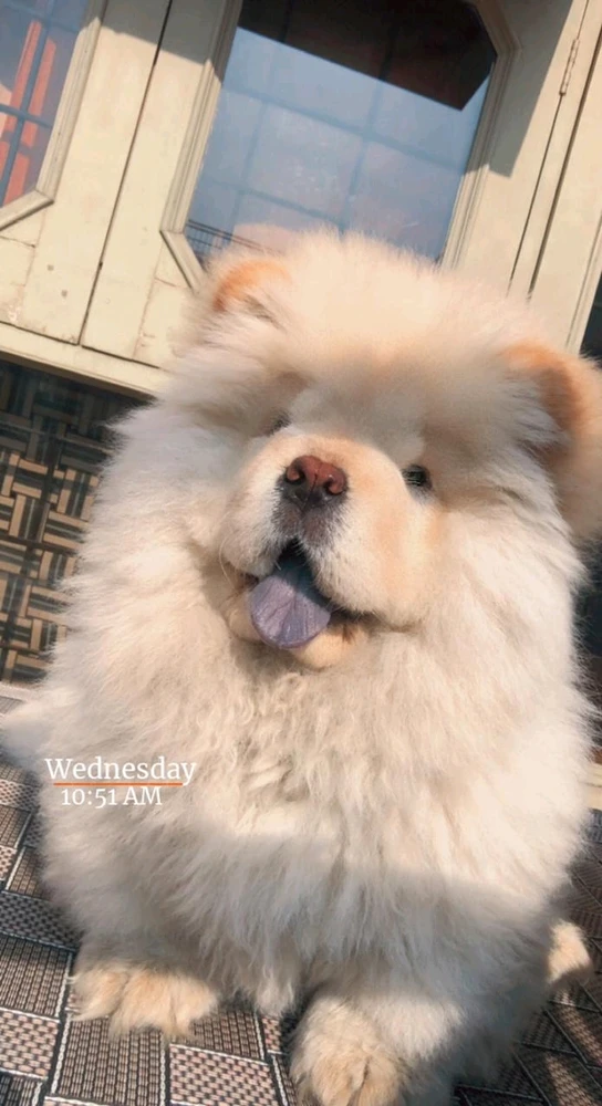 Image uploaded by Nakul