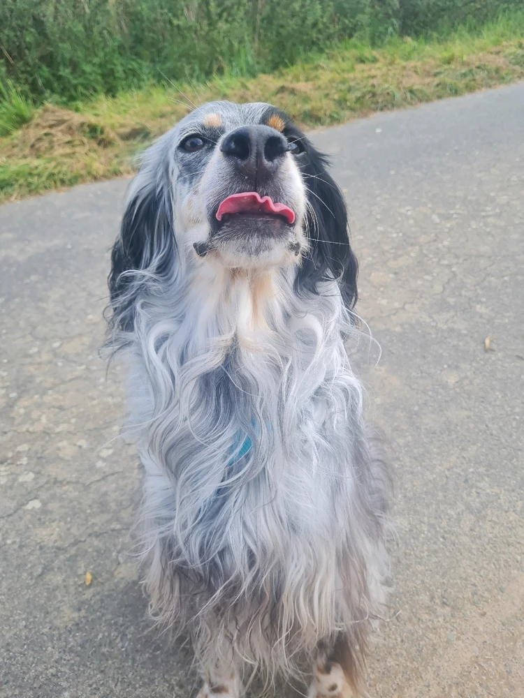 Bild hochgeladen von Loyalty