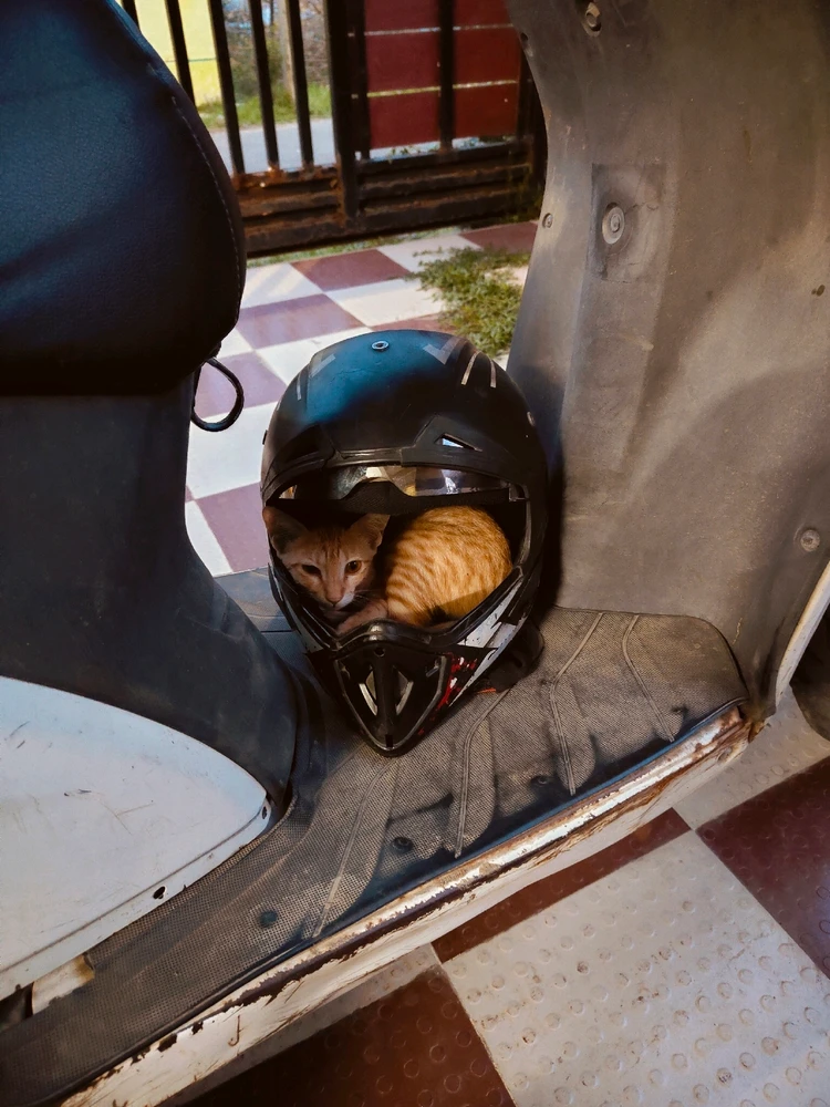 Image uploaded by Satish Sunder