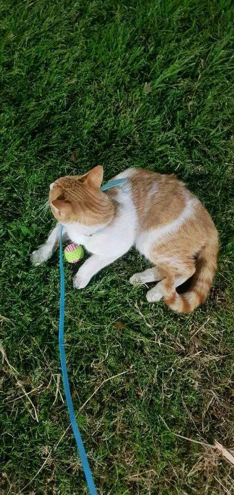 Imagen subida por 𝓢𝓪𝓜