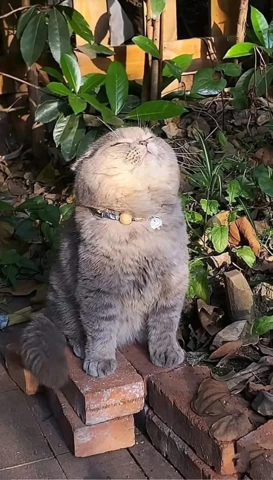 Image uploaded by レディ・チャーリー