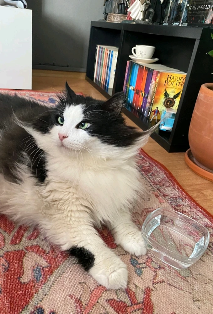 Image uploaded by レディ・チャーリー