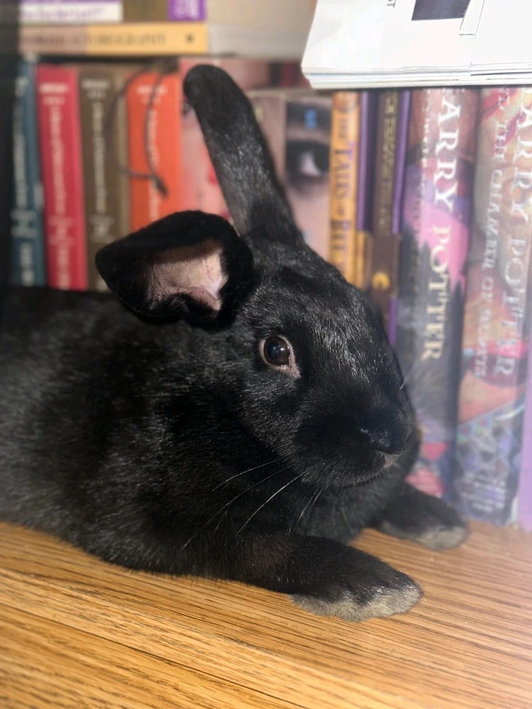 Image uploaded by Lucas Wolf