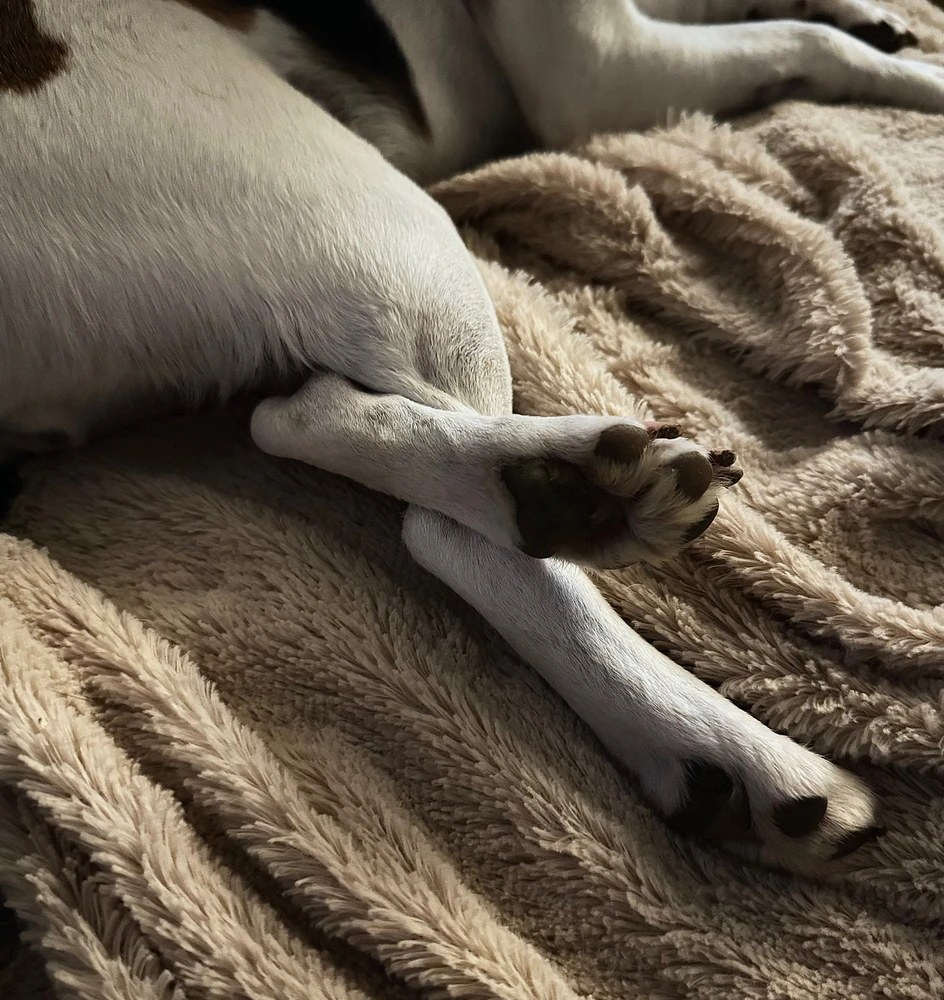 Obrázek nahrál Irónia