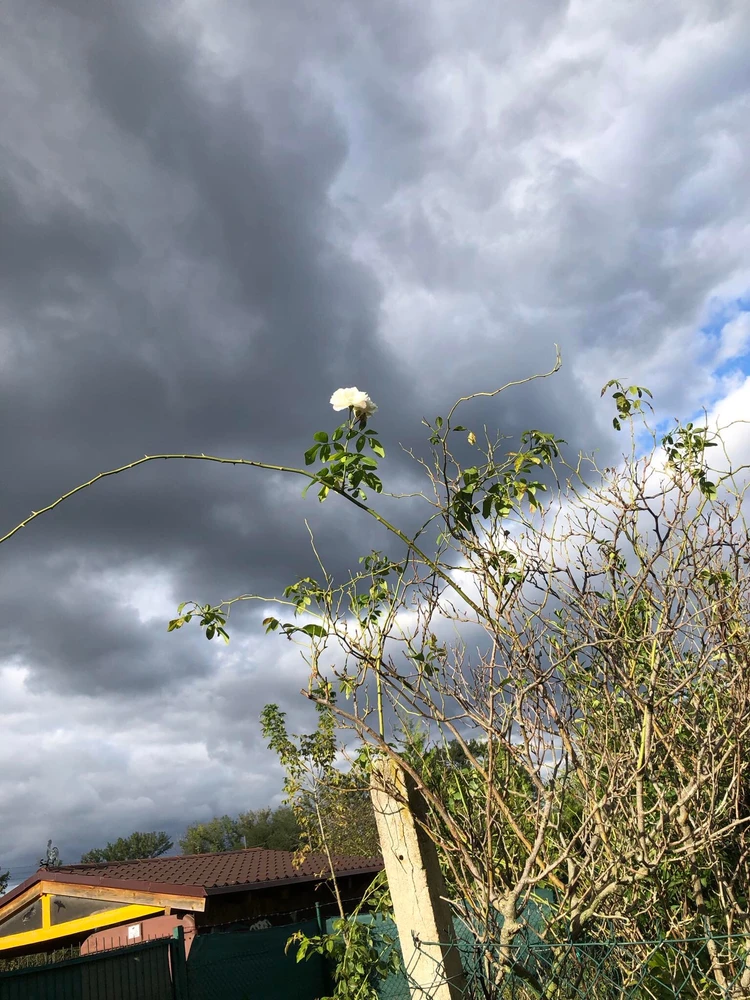 Obrázek nahrál Ledová Kralovna