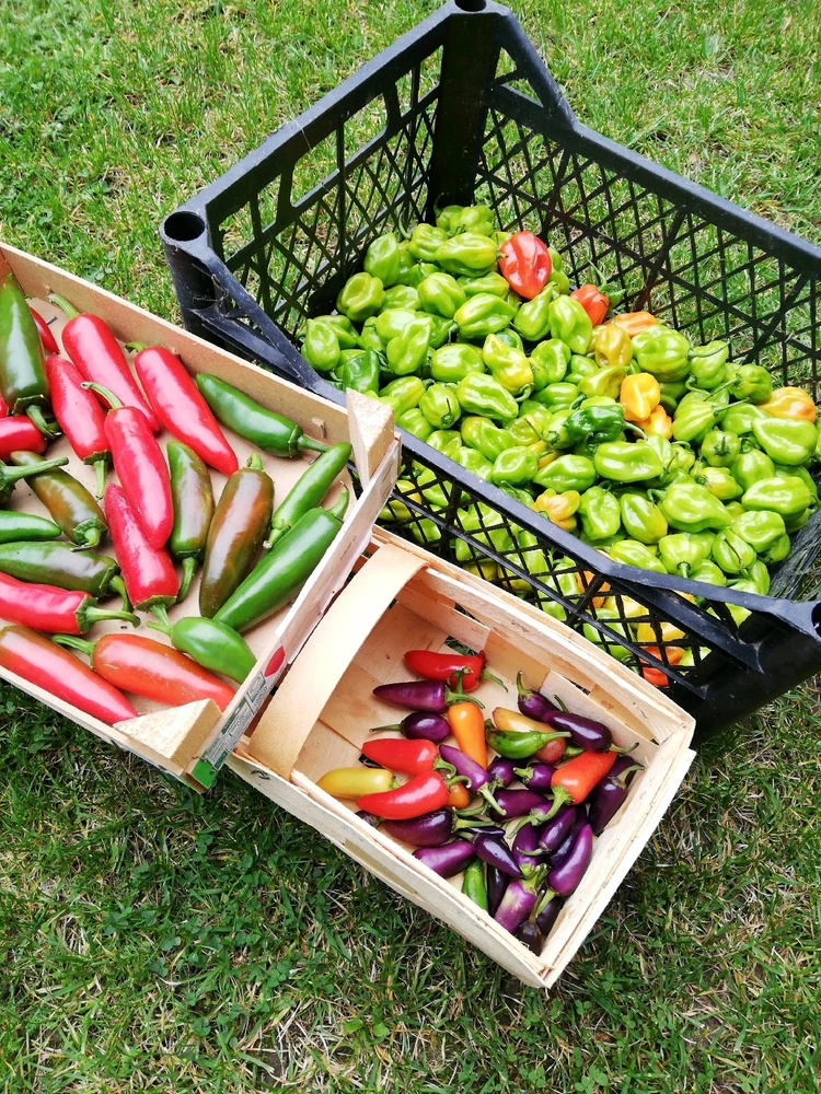 Obrázek nahrál Radek