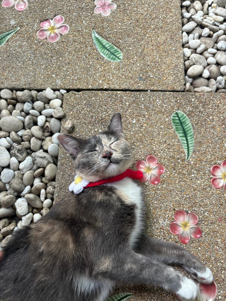 Image uploaded by Pat♡