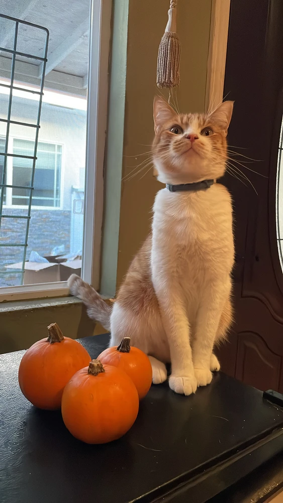 Image uploaded by Ash