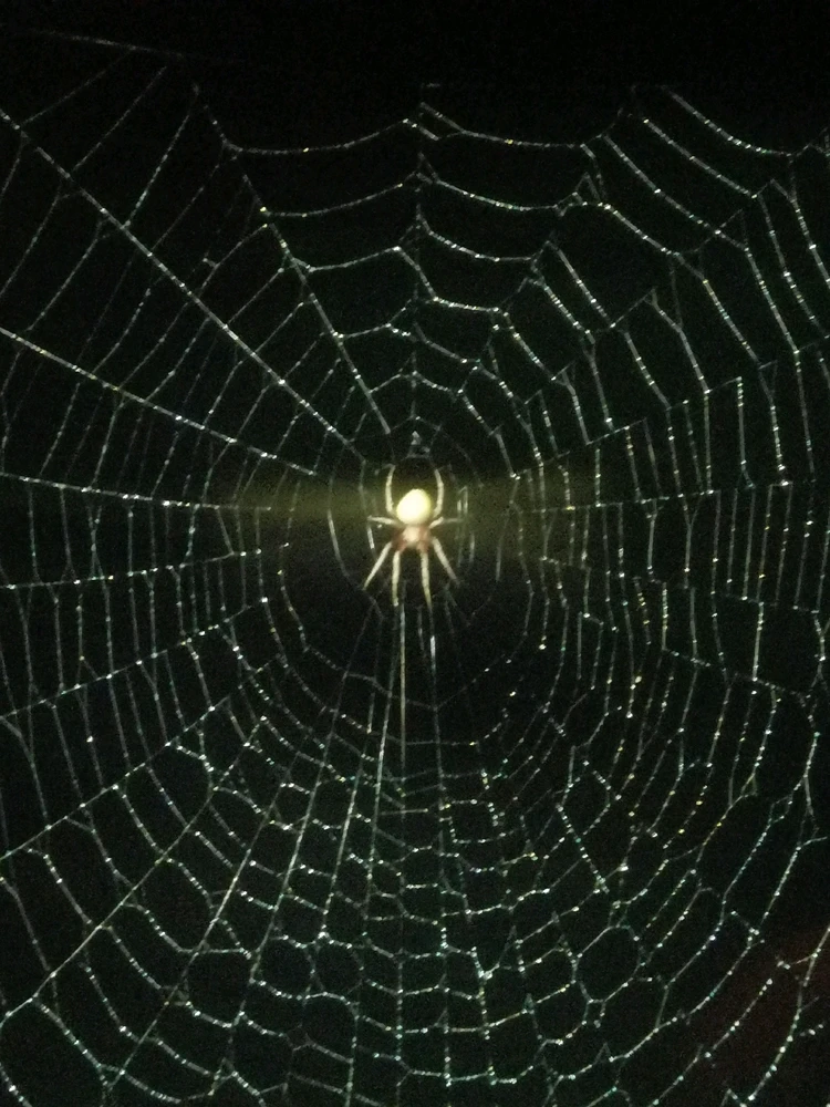 Araña en su telaraña