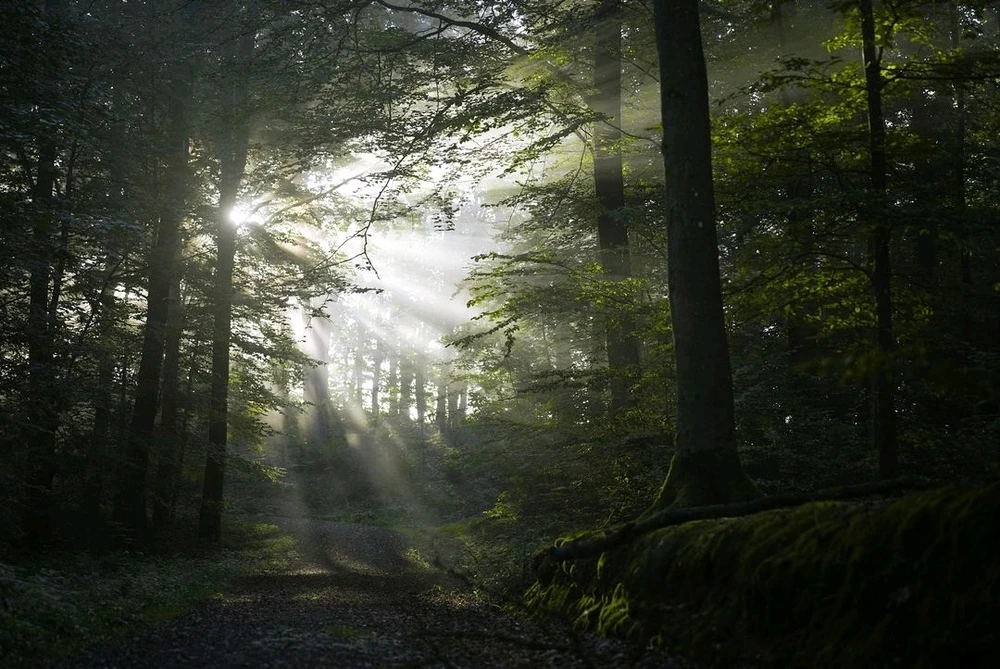 تصویر آپلود شده توسط Amir Hossein