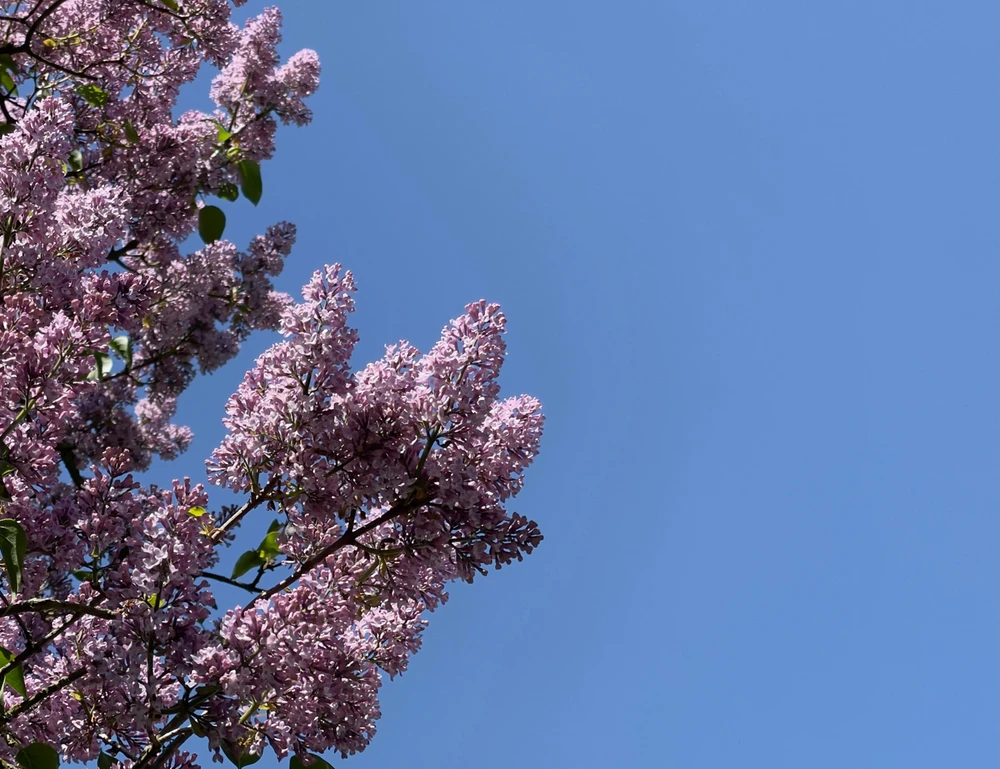 Obrázek nahrál 🌹Thomas🌹