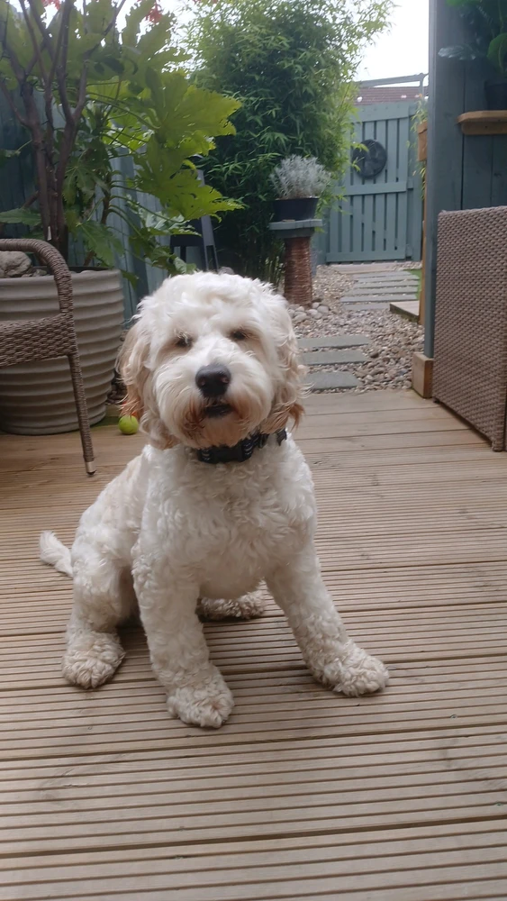 This picture contains a picture of the most precious fluff ball sitting on a decking with his eyes shut. He's ready for a nap