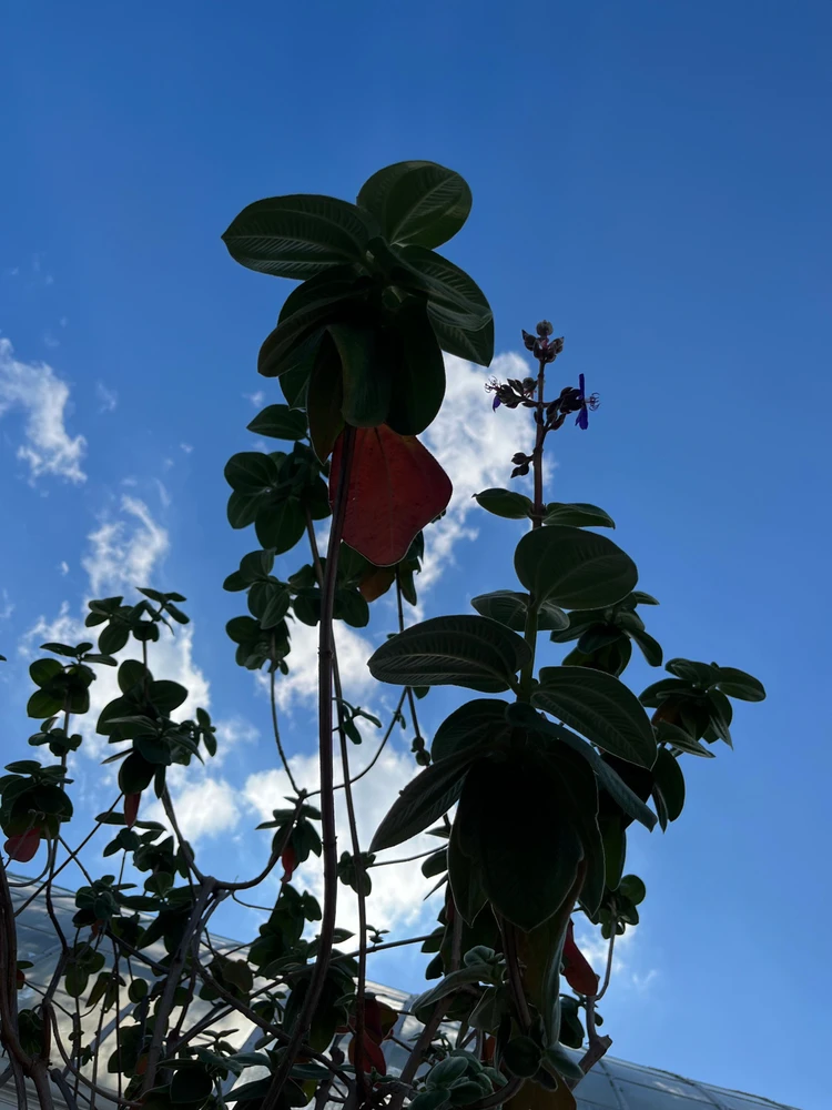 Under-shot of a leafy friend