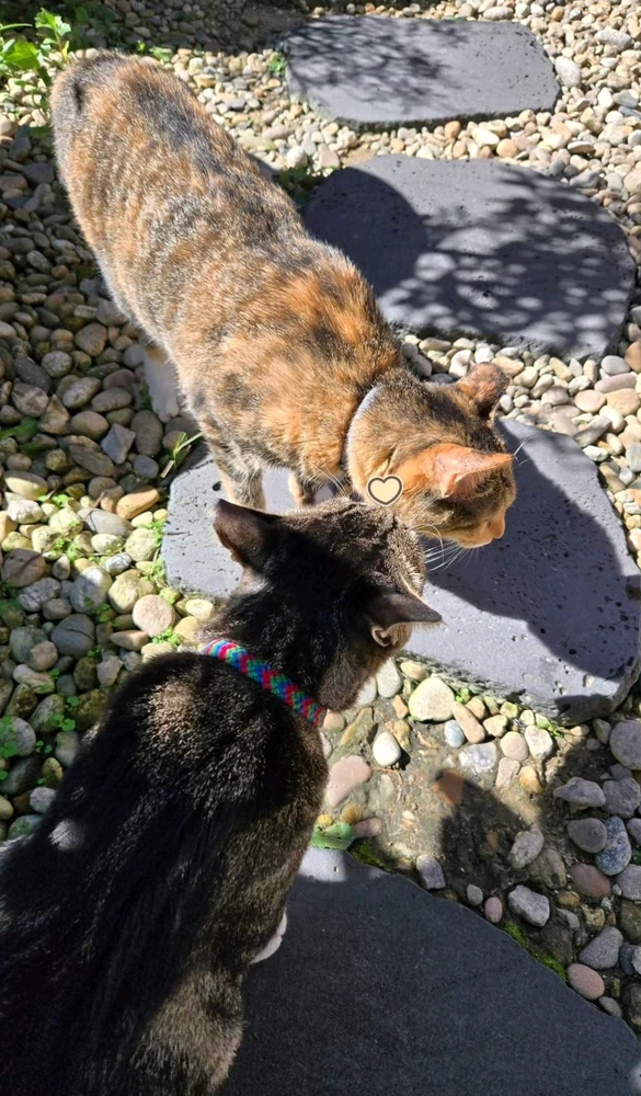 Orange cat. Black cat. Brown cat. Cats playing in the park. Golden hour sunset. Cats following the sun rays. 
