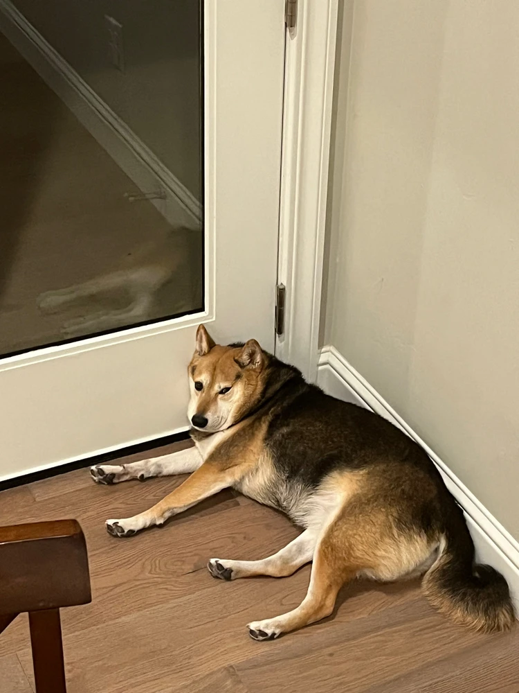 Tricolor Doge 🐕🖤🤎🤍