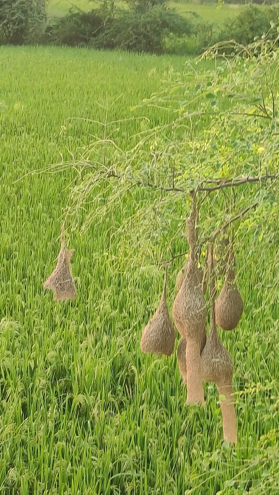 Vivek Soni پاران اپ لوڊ ڪيل تصوير