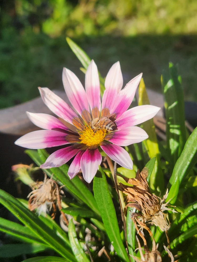 Image uploaded by Caprice