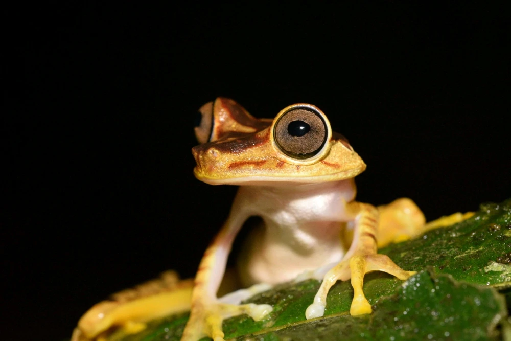 Afbeelding geüpload door Panic