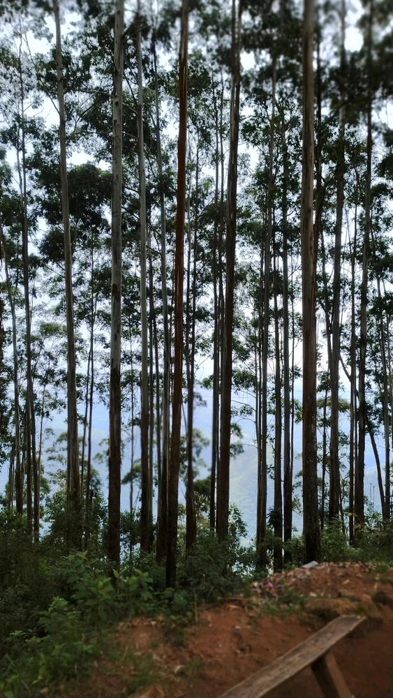 Save Trees
Save future
Tree's generate Oxygen