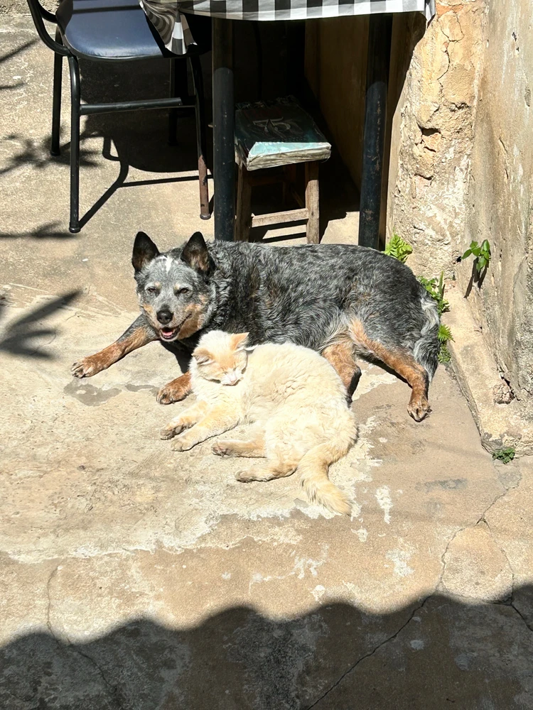 a blue heeler dog and a white cat are sunbathing in a yard