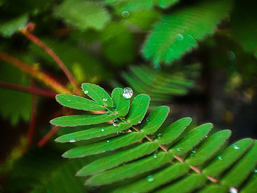 Image uploaded by Avishek Biswas