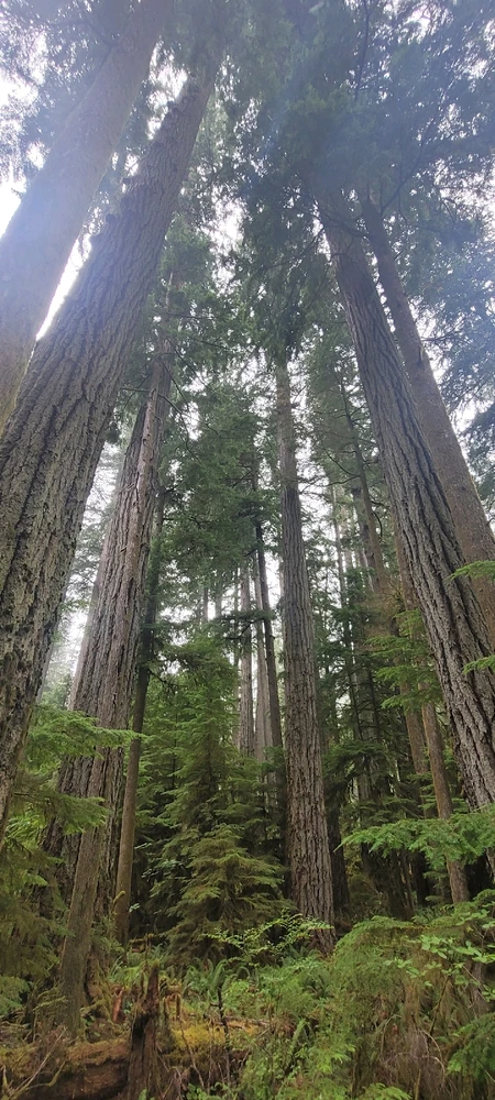 Image uploaded by Mason