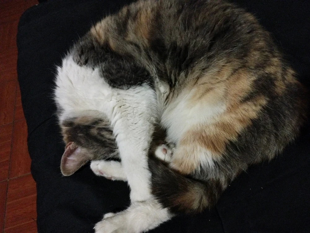 Imagen subida por Sebastián