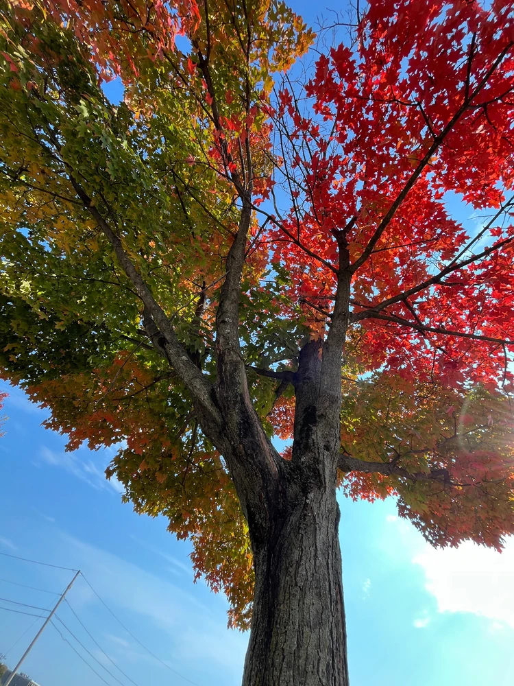 Fall foliage in full frenzy. Gorgeous colors of all the spectrum. Save blue. There was no blue.