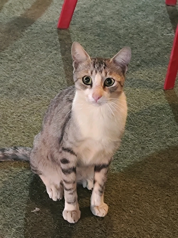 Image uploaded by Amar