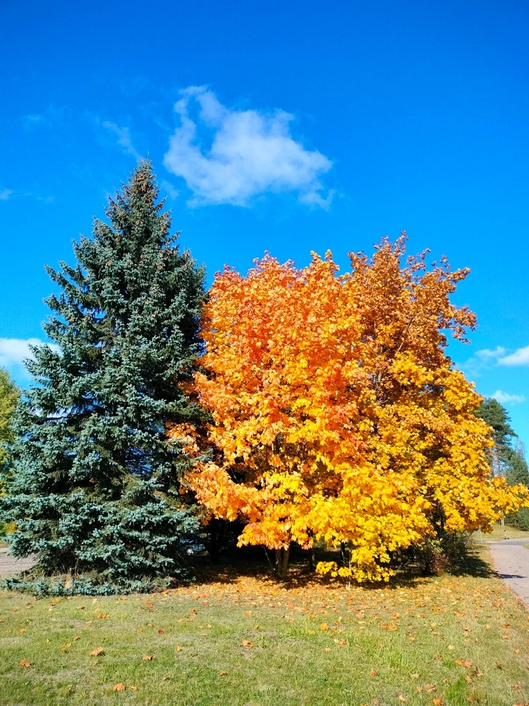 Выява загружана Teratos Genes