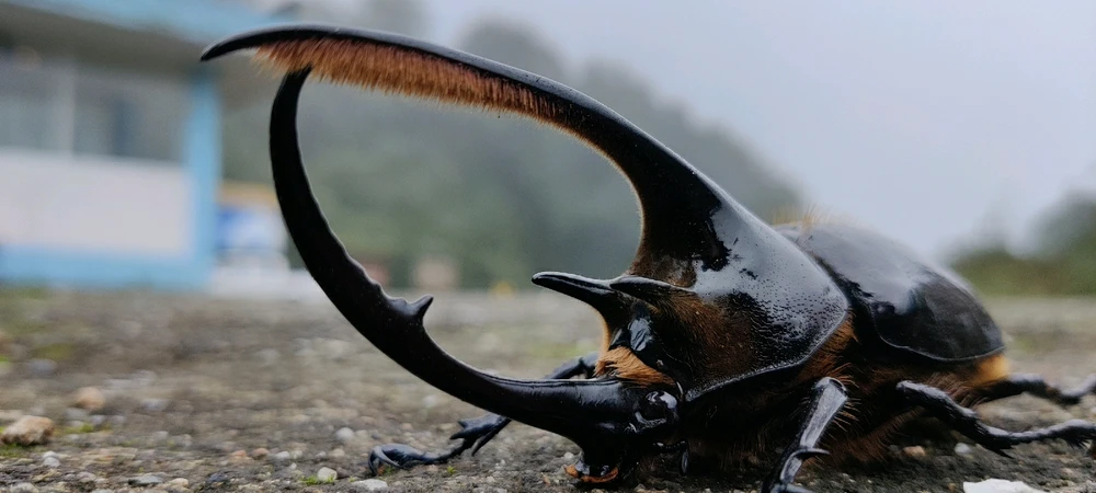 Afbeelding geüpload door Panic