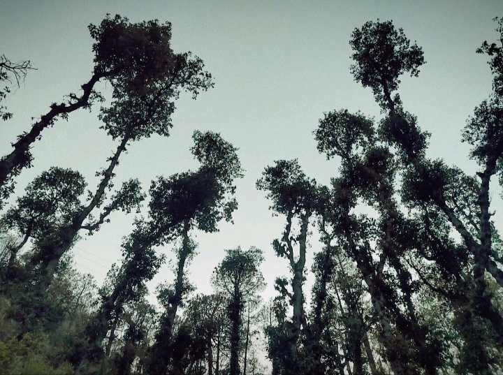 Chail, H.P