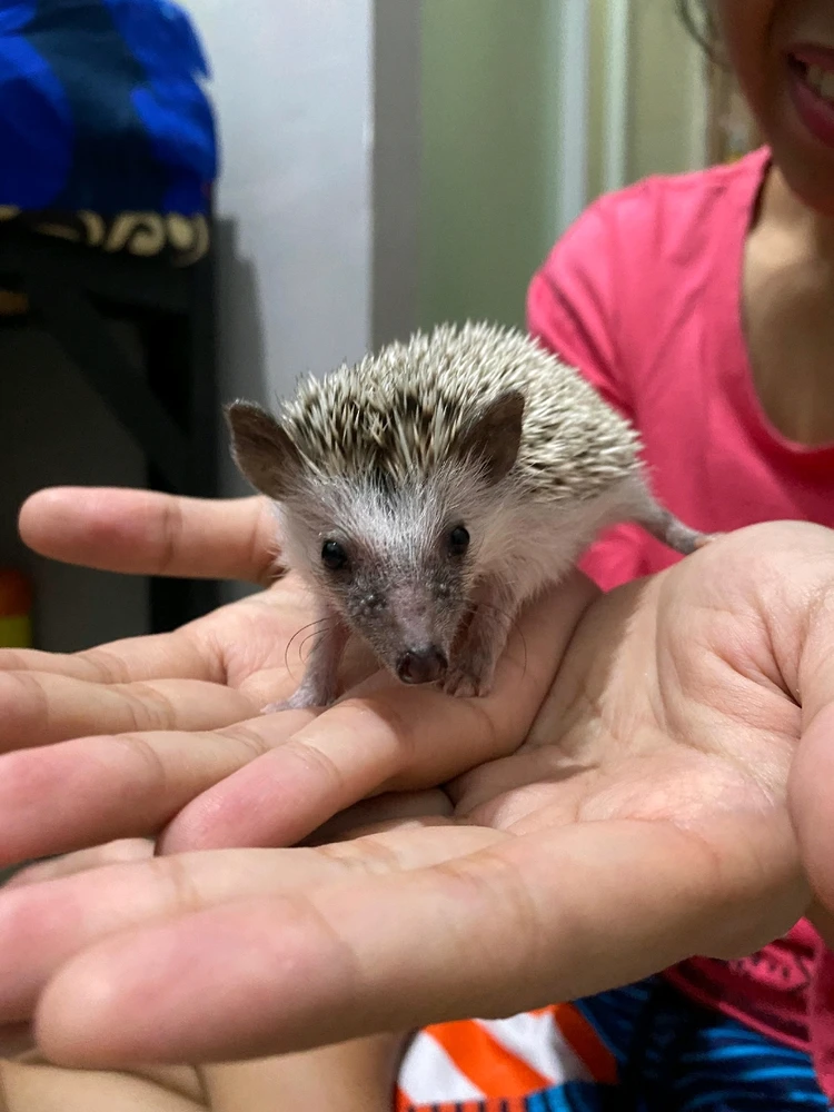 Mini hedgehog