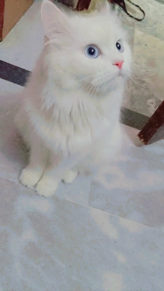 Image uploaded by Hamza Rasheed