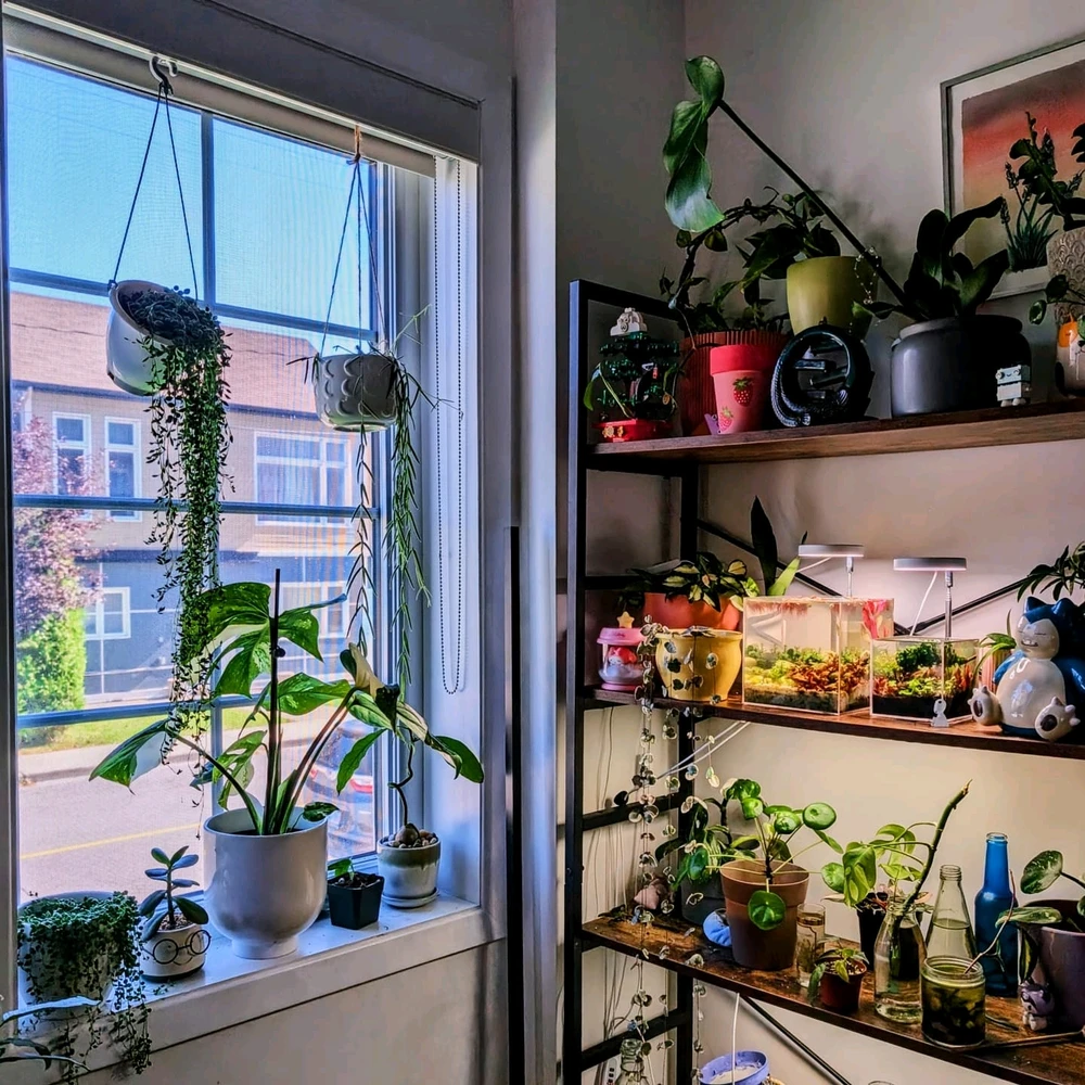 A lot of indoor plants near a window with colourful pots